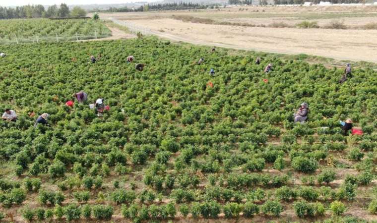 Deprem kentinde ‘en acı’ hasat başladı