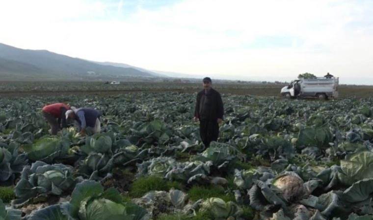 Muş Ovası’na ekildi: Tarlada tanesi 60 lira