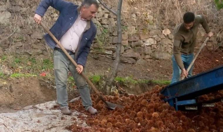 Bu yıl verim az, kalite yüksek: Kilosu 150 lira