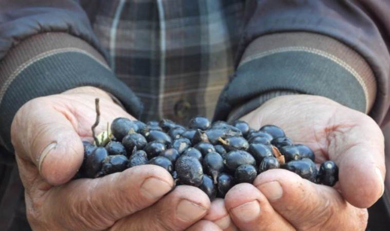 Doğada kendiliğinden yetişiyor, binbir zahmetle üretiliyor:  Litresi 200 lira…