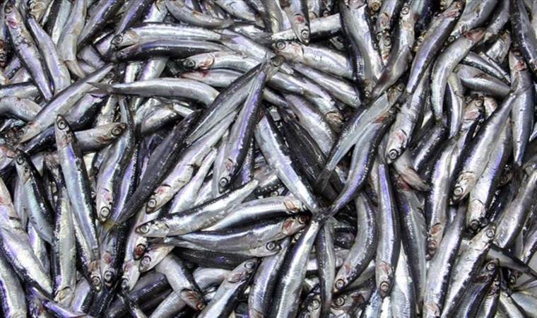 Fırtına tezgahlara vurdu! Hamsi fiyatları uçtu