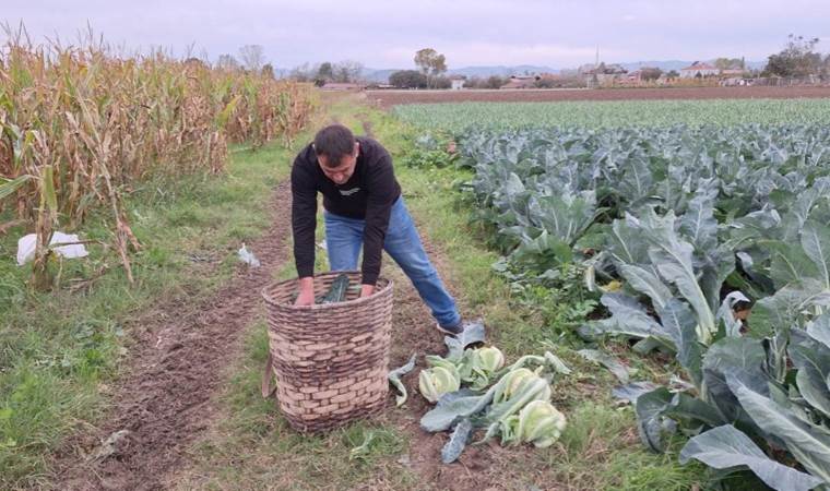 Kış sebzeleri Bafra Ovası’ndan sofraya gelecek…   70 bin ton rekolte bekleniyor