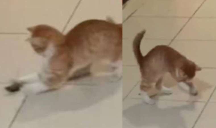 KYK yurdunun koridorlarında fareler geziyor! ‘Esir kampında gibiyiz’