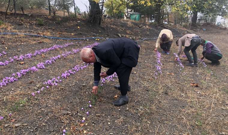 Dünyanın en pahalı baharatı  bu yıl yüzleri güldürmedi