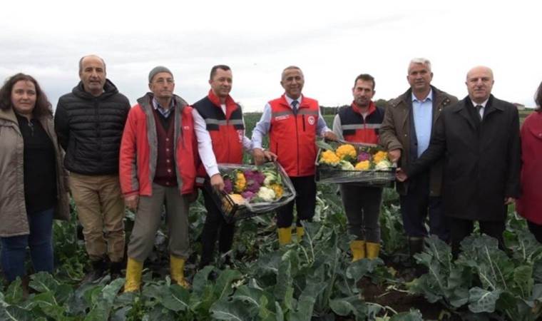 Bafra Ovası’nda rengarenk hasat: Turuncu, sarı, mor… Yurtdışından talep ediliyor