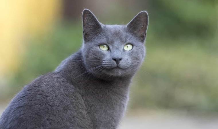 Ülkede bir ilk: Kedisi sayesinde hapse girmekten kurtuldu