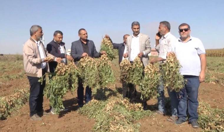 Harran Ovası’nda çiftçinin yüzü gülüyor:  Dönümde 500 kilo ürün