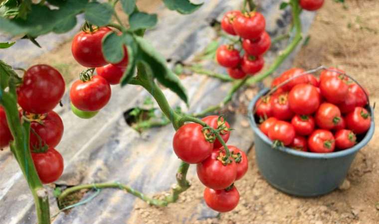 Antalya’da domates miktarı azaldı, sebze miktarı arttı