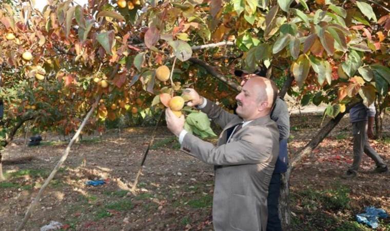 Trabzon hurmasında hasat başladı! Adres Karadeniz değil…
