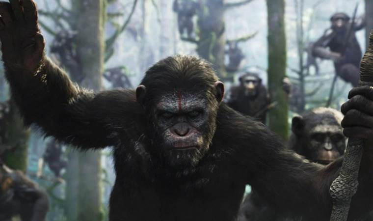 Maymunlar Cehennemi filmi gerçek oluyor: Şempanzeler askeri strateji geliştirdi