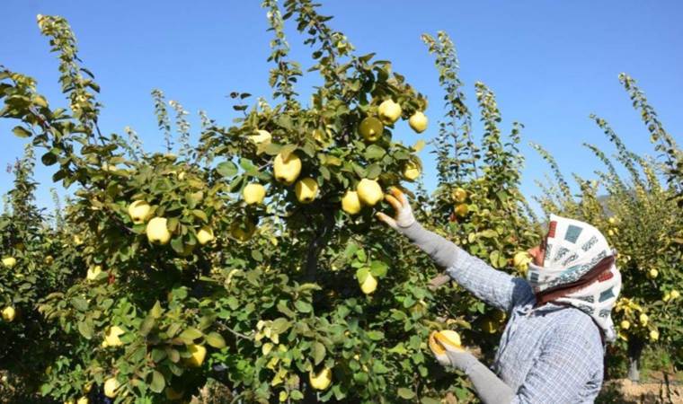 Denizli’de hasat sona eriyor: Hedef kalıntısız üretim