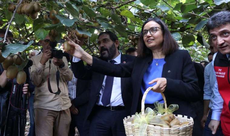 Coğrafi işaret tescilli hasat başladı…  Yalova’nın 24 ayar altını