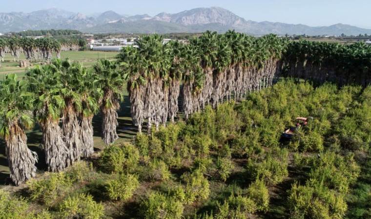 Türkiye’nin nar üretiminin dörtte birini karşılıyor… 60 bin dekar alanda yaklaşık 175 bin ton