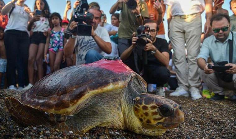 Tedavi edilip denize bırakılan caretta caretta 3 bin kilometre yol katetti!