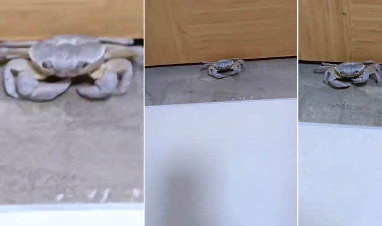 KYK yurduna ‘yengeç girdi’ iddiası: ‘İlk kez gördüm, o da KYK’da’