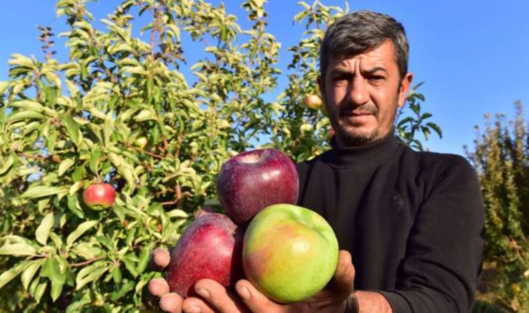 Ahlat’ta hasat başladı: 4 bin ton hasılat bekleniyor… Her renkten var