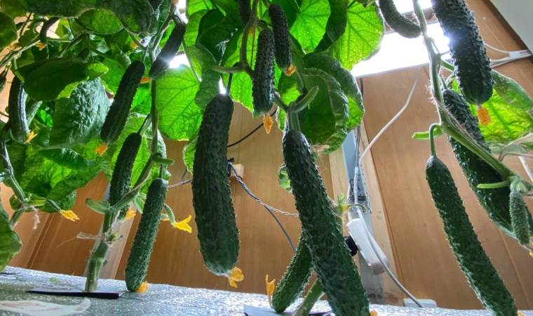 Rus bilim insanları duyurdu: Antarktika’da bir ilk!