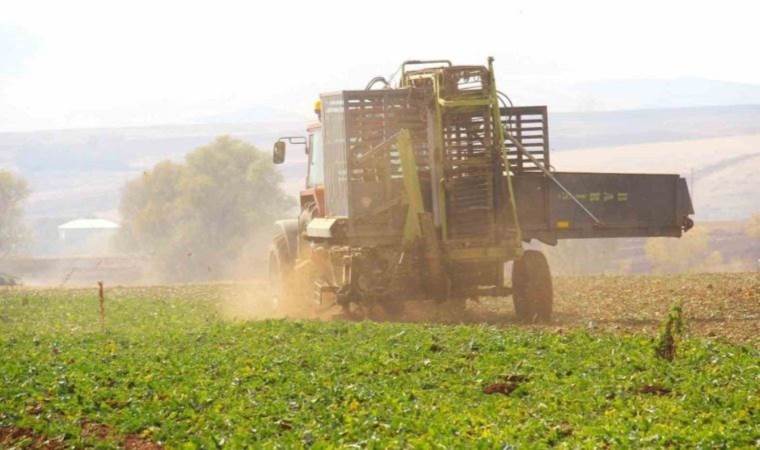 Kahramanmaraş’ta zorlu hasat: Şeker pancarının sofralara yolculuğu başladı
