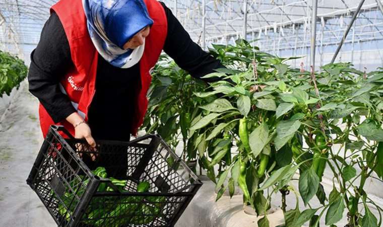 Darıca’da topraksız tarımda hasat başladı: Volkanik cürufla yetiştiriliyor…