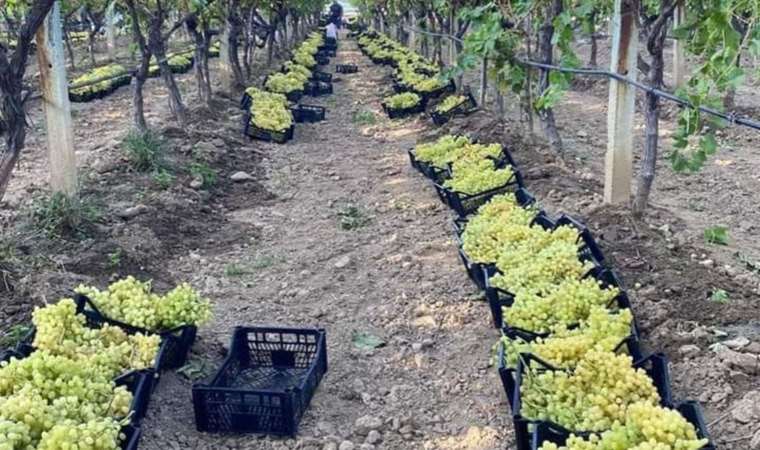 Manisa’nın bağlarında hasat devam ediyor: Avrupa ve Arap ülkelerine ihraç ediliyor