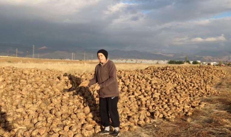 Sandıklı’da hasat zamanı: 100 bin ton üzerinde rekolte bekleniyor