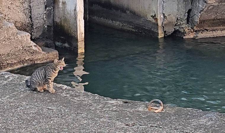 Sokak kedisi, her gün limana gelip fırtınada kaybettiği yavrularını arıyor