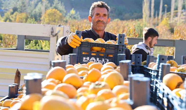Depremin merkez üssünde çiftçilerin ’hurma’ hasadı sevinci