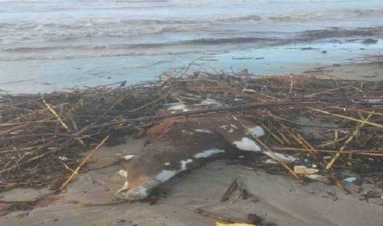 Kuşadası’nda aşırı yağış sonrası bir inek öldü