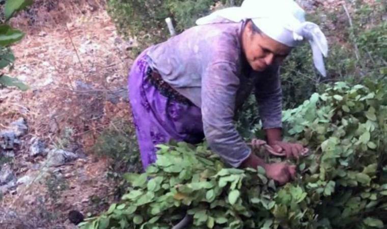 Doğadan toplanıyor, yurtdışına satılıyor: 5 bin ton…