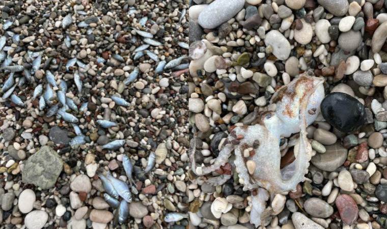 Konyaaltı Sahili’nde korkutan görüntü… Balık ölümleri endişe yarattı!