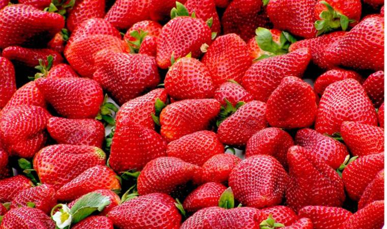 Beyin sağlığını korumak için sadece bir meyve yetiyor: Unutkanlığı yok ediyor… Demansa karşı doğal kalkan