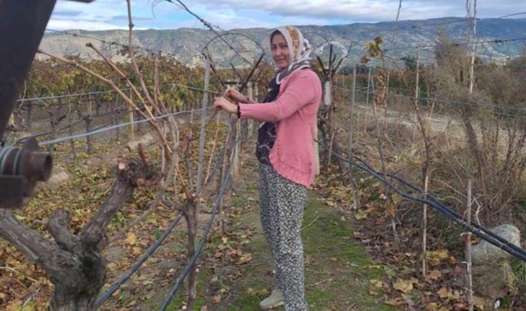 Sarıgöl’de bir yandan hasat bir yandan budama: Dalında en az bin 500 ton ürün var…