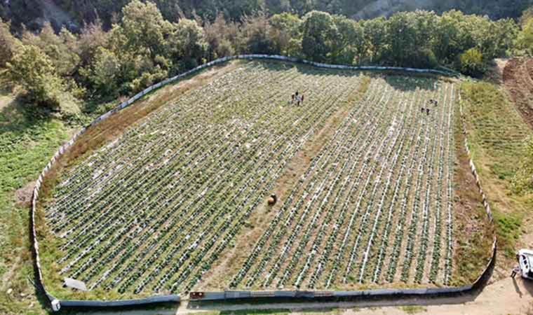 Köyündeki atıl araziyi meyve bahçesine çevirdi:  5 ay sonra ilk meyvelerini topluyor