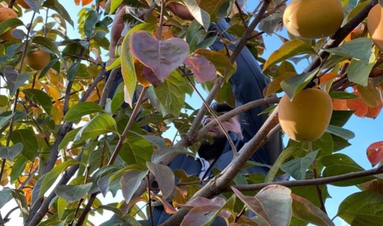 Irak’ın sıfır noktasında hasat başladı: 2 yıl önce ektiler, taleplere yetişemiyorlar
