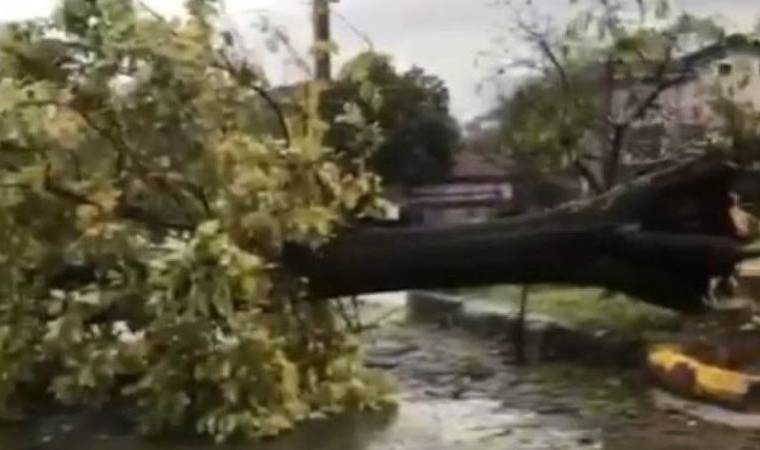 Kocaeli’de şiddetli rüzgar ağacı kökünden söktü