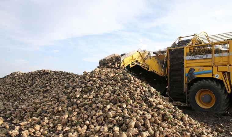 800 bin ton pancarın şekere dönüşen yolculuğu: 600 milyon liranın üzerinde gelir bekleniyor..