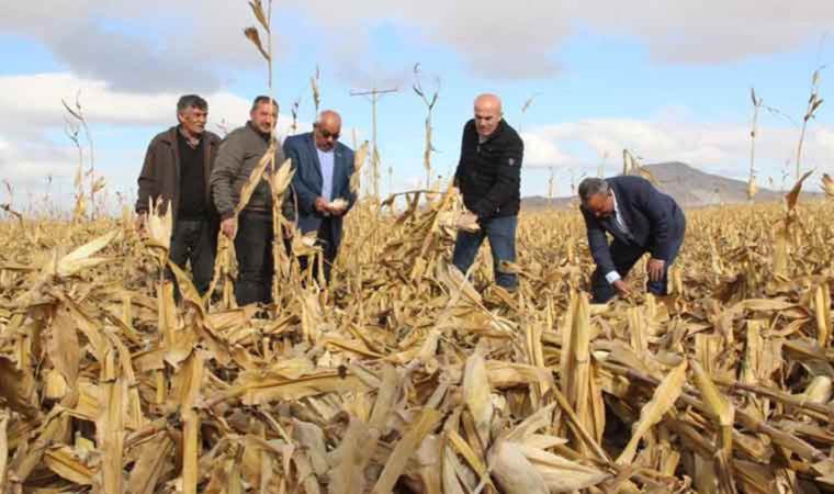 Hasat edilmeyi bekliyorlardı, yerle bir oldular: Zarar yüzde ellinin üzerinde…