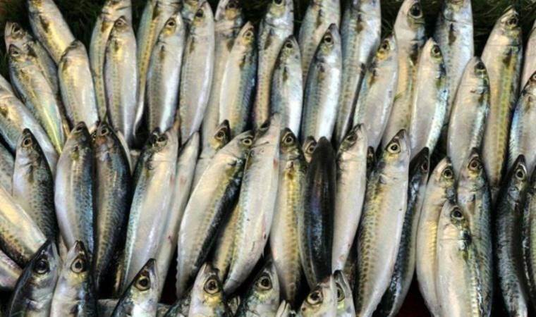 Kasım ayında denizden sofralara: Kasım ayında hangi balıklar yenir?