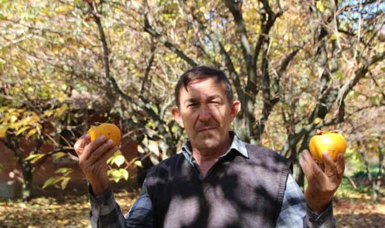 Bu hasat 1 hafta sürecek: Yaşı 15, kurusu 200 lira