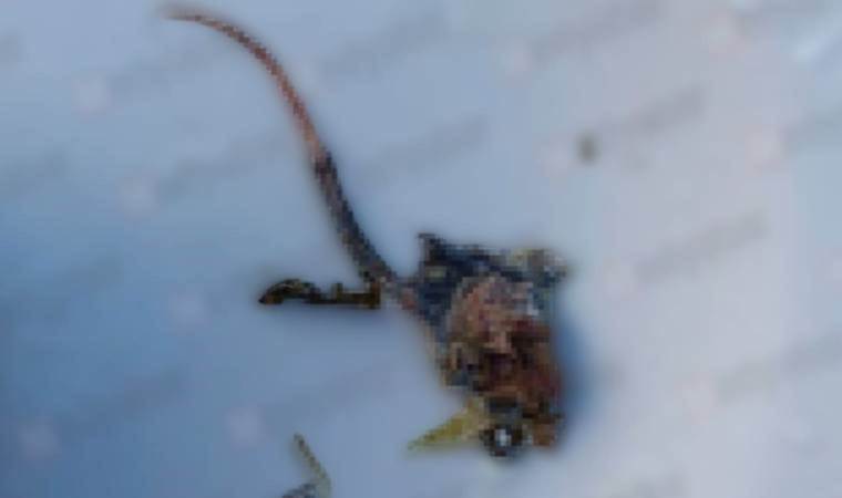 Sakarya’da mide bulandıran olay: Ispanak yemeği yerken fareyi ısırdı!