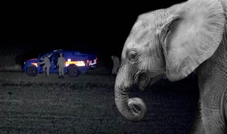 Ardahan’da fil alarmı: Hayvanları otlatırken karşılaştı, jandarma teyakkuza geçti