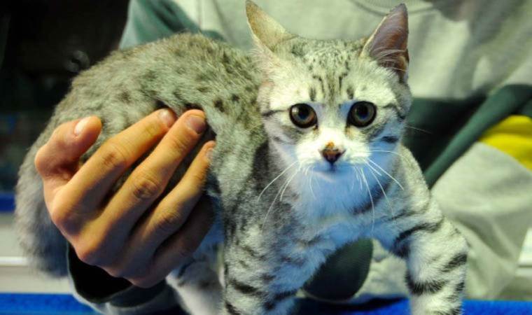 Kayseri’de yaşayan 3 patili Roket, Almanya yolcusu