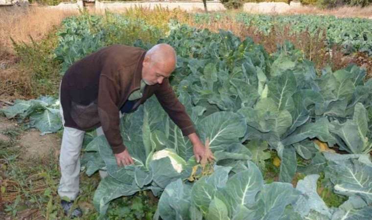 Deneme amaçlı dikti şimdi siparişlere yetişemiyor! Hedef 10 bin kök