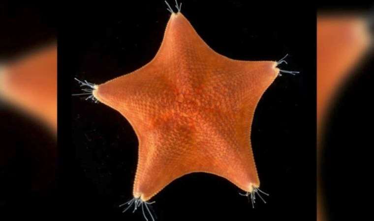 Denizyıldızlarının tamamen ‘kafadan’ oluştuğu ortaya çıktı
