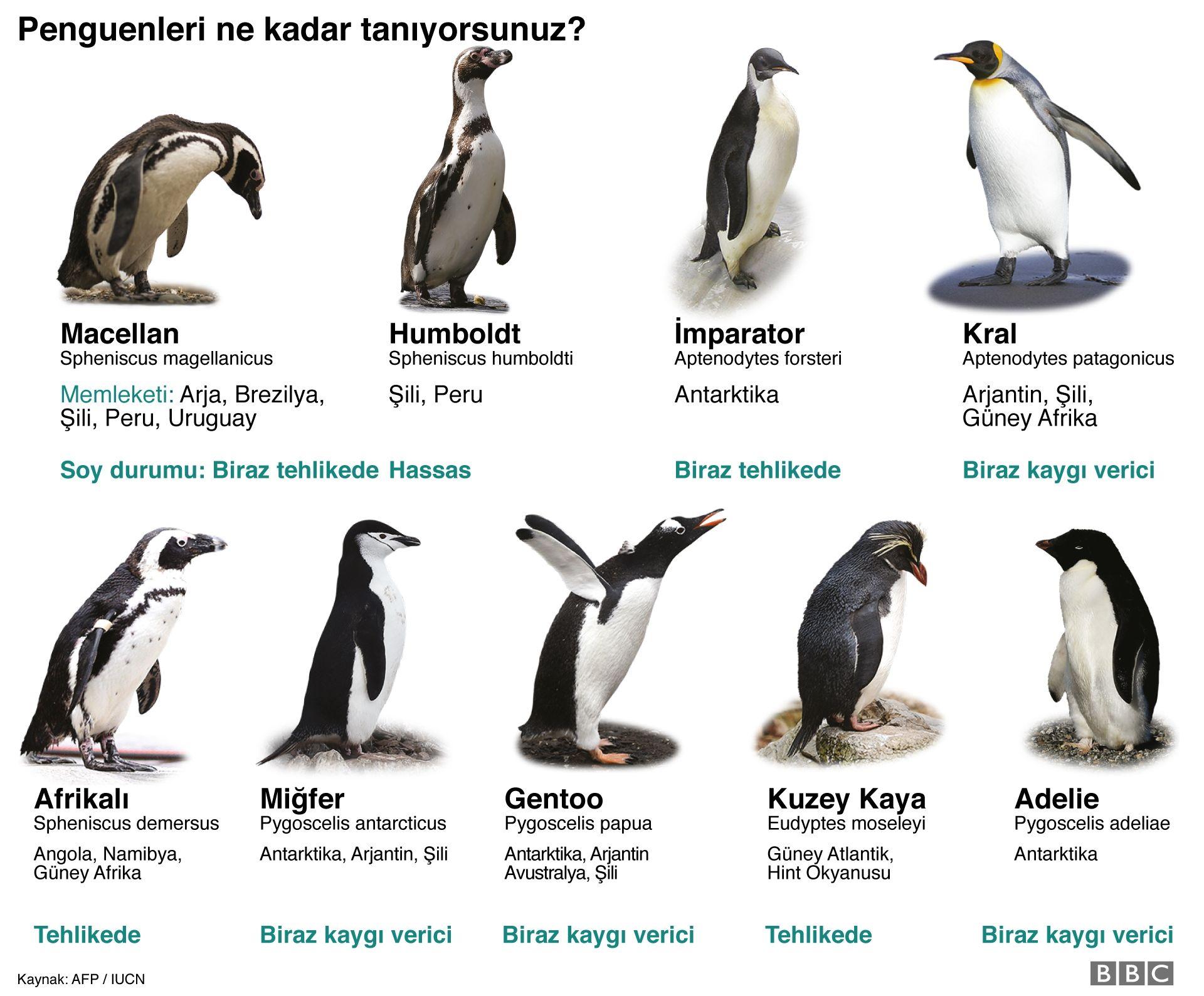 Bazı penguenler yumurtalarını beklerken 'dört saniyelik mikro uykularla dinleniyor'