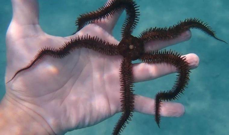 Beyni ve kafası olmamasına rağmen öğrenebilen canlı