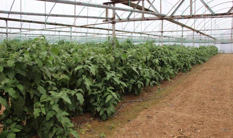 Kilosu 5 lirayken toplamadı, şimdi üç katından fazla fiyata satıyor