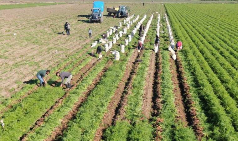 Enkaz kentte zorlu hasat: Tarlada 5, markette 15 TL