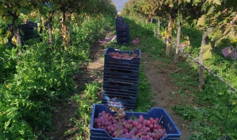 Sarıgöl Ovası’nda hasat başladı: Günde 10 kamyon kesim yapılıyor… Dalında fiyatı 45 lira