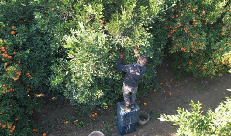 Adana’da çiftçiler erkenci hasattan umduğunu bulamadı: Ürünler ağaçta kaldı